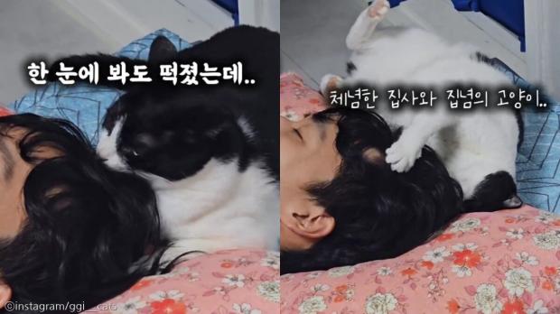 고양이가 제일 좋아하는 냄새가...? '깊은 정수리 향기에 취한다옹' 사진출처 instagram/ggi__cats