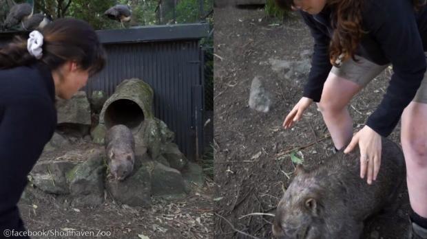 웜뱃을 재우는 법? 사육사의 시범에 네티즌들 '귀여워 죽겠네' 사진출처 ⓒfacebook/Shoalhaven Zoo