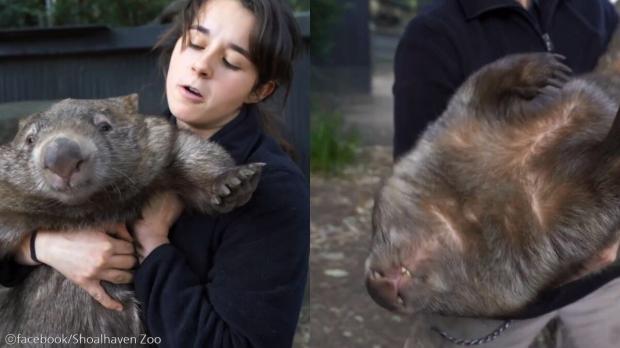 웜뱃을 재우는 법? 사육사의 시범에 네티즌들 '귀여워 죽겠네' 사진출처 ⓒfacebook/Shoalhaven Zoo