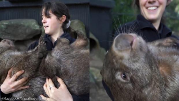 웜뱃을 재우는 법? 사육사의 시범에 네티즌들 '귀여워 죽겠네' 사진출처 ⓒfacebook/Shoalhaven Zoo