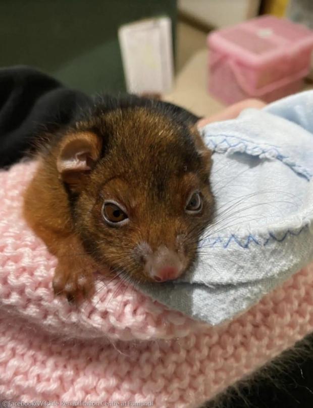 ⓒFacebook/Wildlife Rehabilitation Centre at Eumundi