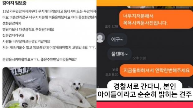 '또 맞을까봐' 배변 실수하는 동생 숨겨주는 오빠 비숑..'학대 의심'