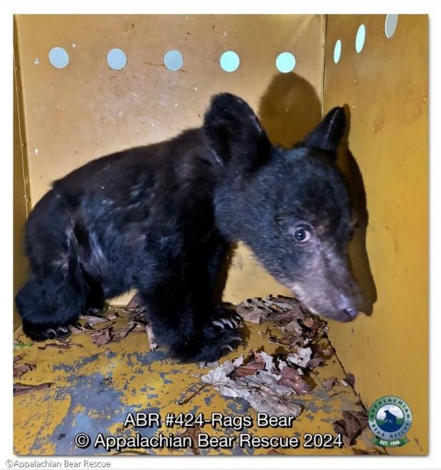 ⓒAppalachian Bear Rescue