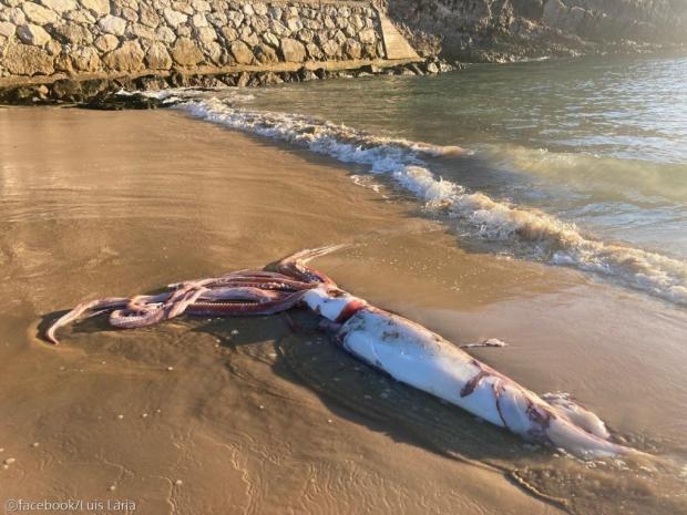 해변에 떠내려온 길이 10m '대왕오징어' 발견..전문가들 