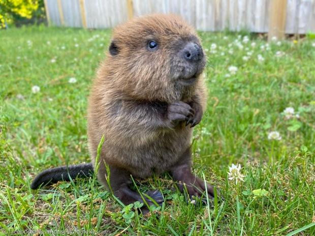 보호 중인 비버 방생하라는 정부 명령에 '안 돼' 거부한 야생동물 보호소 사진ⓒfacebook/NewhouseWildlifeRescue