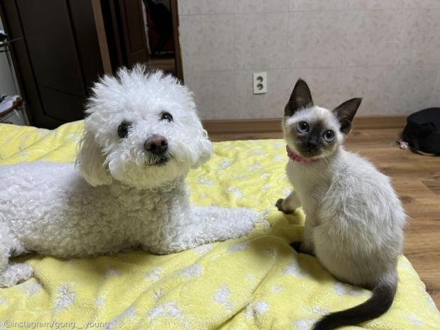 밥 먹으러 나온 강아지한테 '고양이 어딨어' 물어보니..'냐아아아아(나 여깄어)' 사진ⓒinstagram/gong._.young