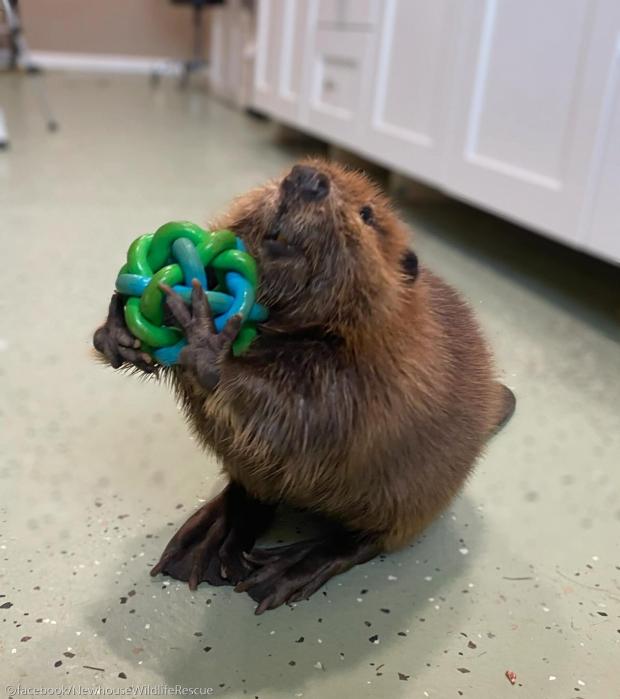 보호 중인 비버 방생하라는 정부 명령에 '안 돼' 거부한 야생동물 보호소 사진ⓒfacebook/NewhouseWildlifeRescue