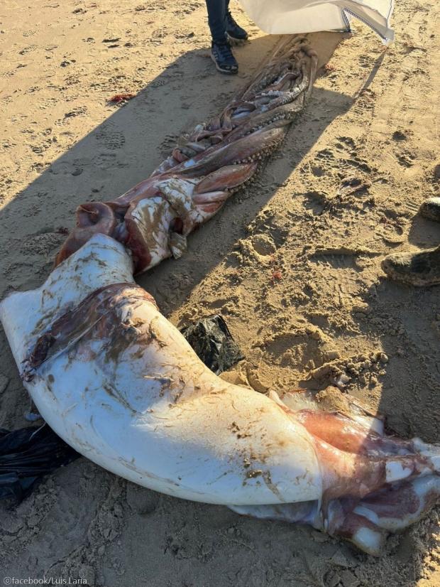 해변에 떠내려온 길이 10m '대왕오징어' 발견..전문가들 