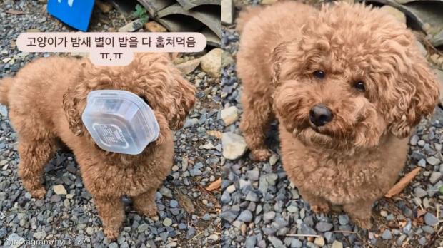 '누가 내 밥 다 훔쳐먹었어' 캠핑장에서 고양이한테 밥 뺏긴 푸들의 억울한 표정 사진ⓒinstagram/hyi3127