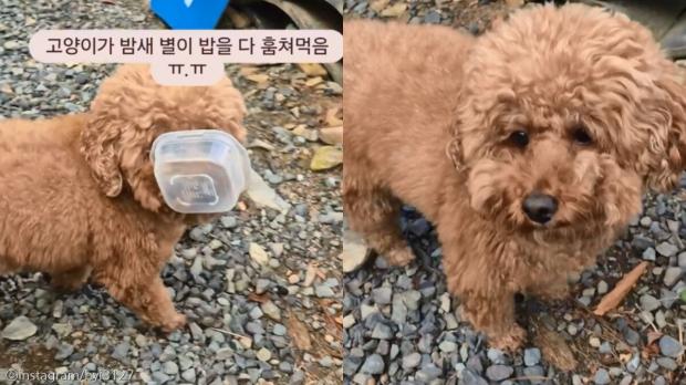 '누가 내 밥 다 훔쳐먹었어' 캠핑장에서 고양이한테 밥 뺏긴 푸들의 억울한 표정 사진ⓒinstagram/hyi3127