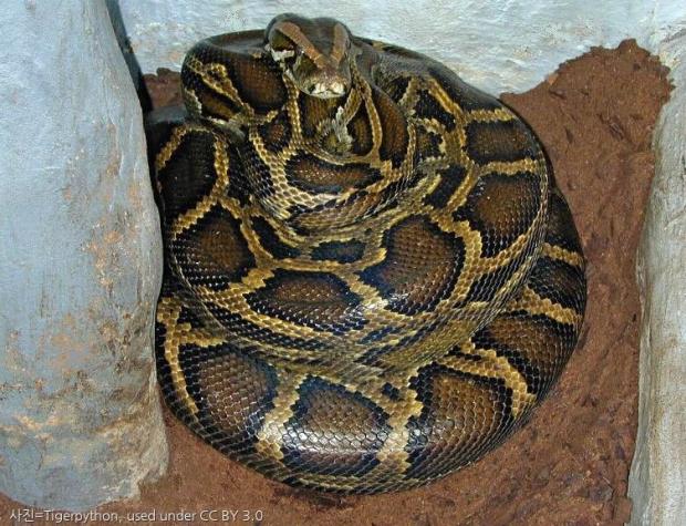 사진=Tigerpython, used under CC BY 3.0