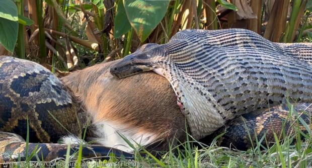 사슴 한 마리 통째로 삼키는 4.5m 거대 비단뱀..'역대 가장 큰 입' 사진=facebook/Conservancy of Southwest Florida