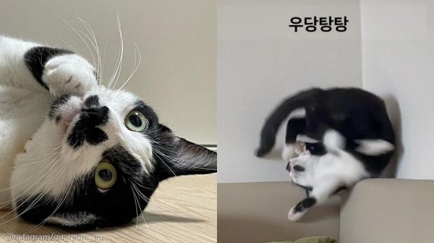 '너는 누구냐옹~!' 둘째 냥이 입양했더니 분노의 방언 터진 고양이 사진ⓒinstagram/gu_reum_eu