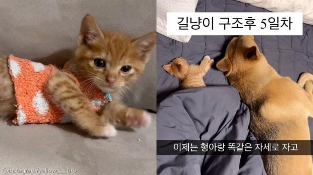 길에서 구조한 아기 고양이와 진돗개의 동거..나란히 누워 꿀잠 사진ⓒinstagram/yellow___bro