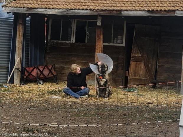 ⓒGreat Pyrenees Rescue, Montana