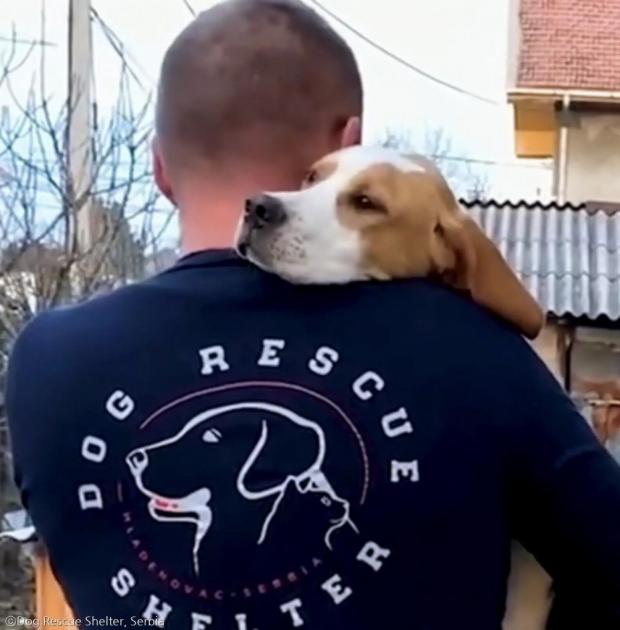 ⓒDog Rescue Shelter, Serbia