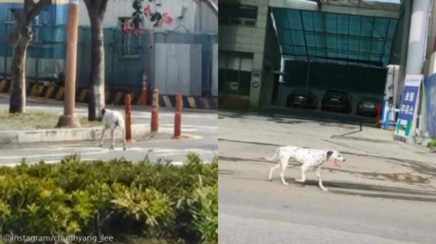 입양 간 강아지가 왜 여기에...3일 만에 길바닥에 혼자 있는 모습에 '경악'