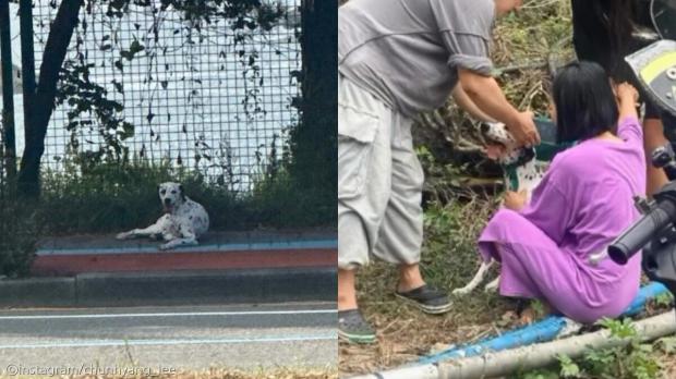 입양 간 강아지가 왜 여기에...3일 만에 길바닥에 혼자 있는 모습에 '경악'