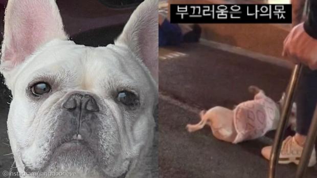 만취한 아저씨가 길에 누워 있는 걸 보더니..'나도 관심받을래' 덩달아 누운 강아지