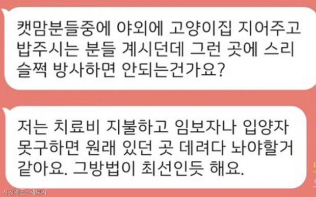 학대당한 길고양이 구조했는데..