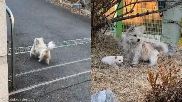 다시 만난 새끼 강아지가 다가오자 밀어낸 어미견..'따라오지 마, 너 여기서 살아'