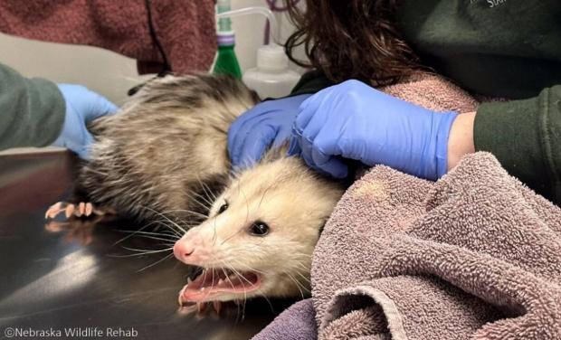 ⓒNebraska Wildlife Rehab