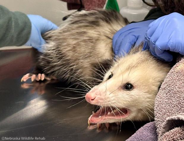 ⓒNebraska Wildlife Rehab