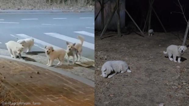 '따라오래서 가보니..' 외딴곳에 새끼들 꽁꽁 숨겨놓고 길러온 떠돌이 어미견