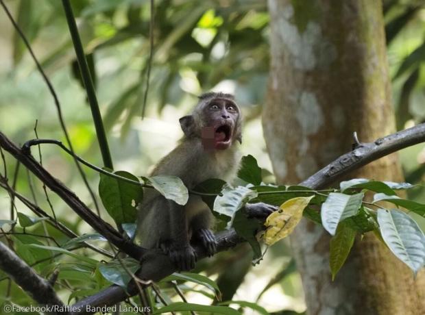 ⓒFacebook/Raffles' Banded Langurs