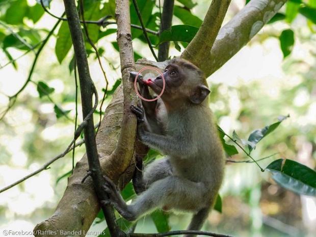 ⓒFacebook/Raffles' Banded Langurs