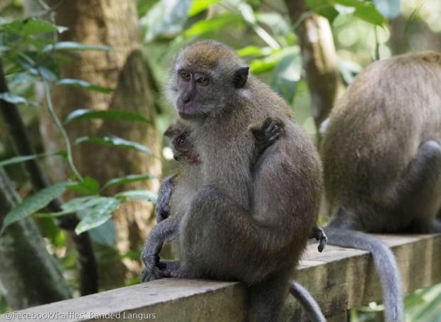 ⓒFacebook/Raffles' Banded Langurs