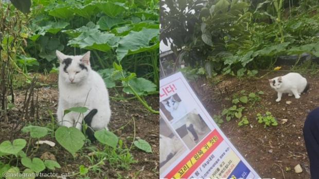 '평생 예뻐해줄게' 약속한 입양자, 날짜 조작한 사진 보내고 고양이 