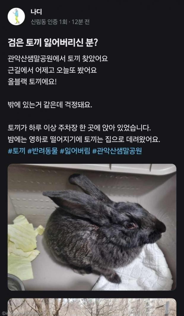 관악산 주차장에서 아이스크림 막대 씹던 토끼, 주인을 찾습니다