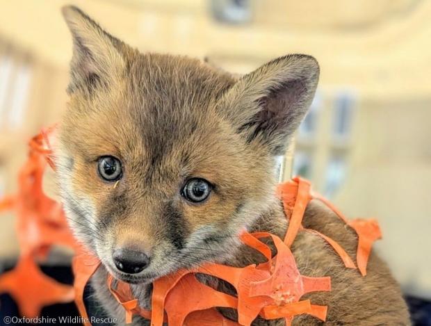 ⓒOxfordshire Wildlife Rescue