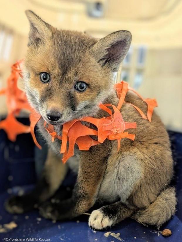 ⓒOxfordshire Wildlife Rescue