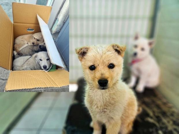 점심시간에 누가 상자를 두고 갔는데..망에 담겨 유기된 어린 강아지 세 자매
