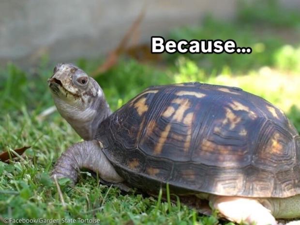 ⓒFacebook/Garden State Tortoise