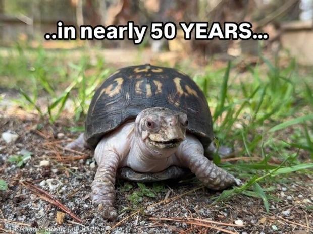 ⓒFacebook/Garden State Tortoise