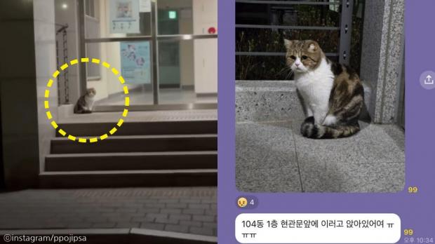 아파트 공동 현관 앞에 이틀 넘게 앉아 있었던 유기묘..우두커니 집사만 기다려
