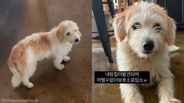 보호소에 3번이나 갔다 와야 했던 유기견..'이제 진짜 가족 찾자'