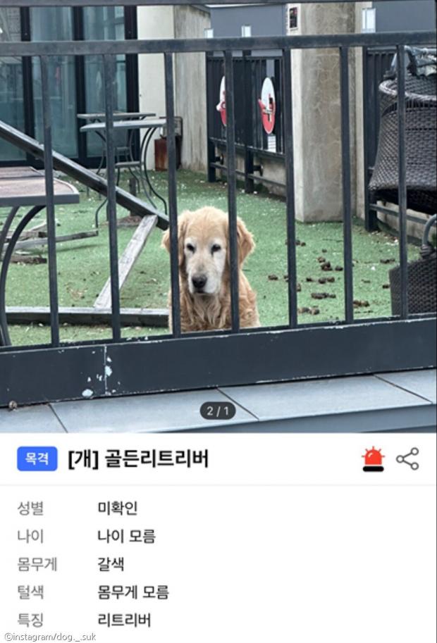 포인핸드에 올라온 리트리버의 제보 사진. 테라스에 배변이 방치되어 있다.