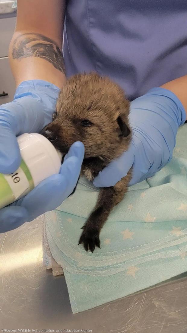 ⓒPocono Wildlife Rehabilitation and Education Center