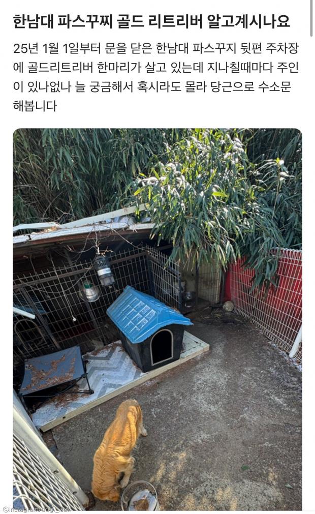 중고 거래 커뮤니티에 올라온 방치된 리트리버 제보글과 사진