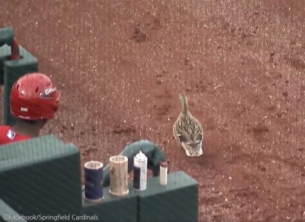 ⓒFacebook/Springfield Cardinals