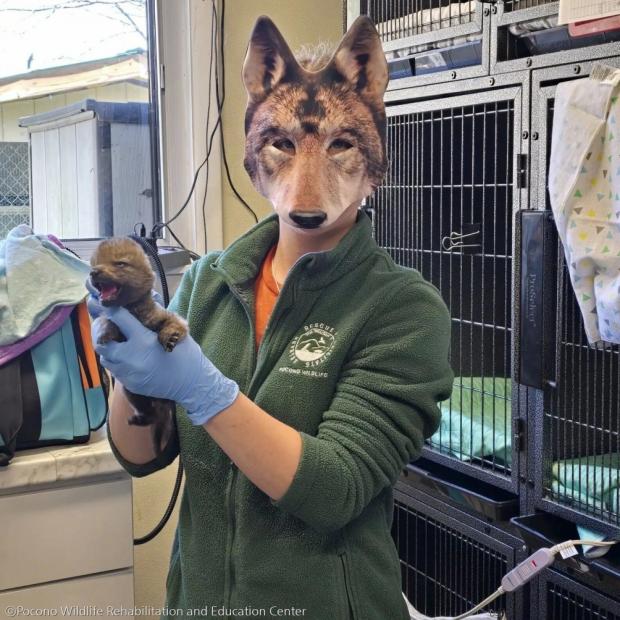 ⓒPocono Wildlife Rehabilitation and Education Center