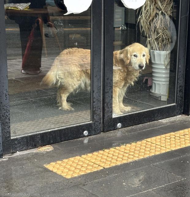 카페 안에 방치된 채 밖을 쳐다보는 리트리버