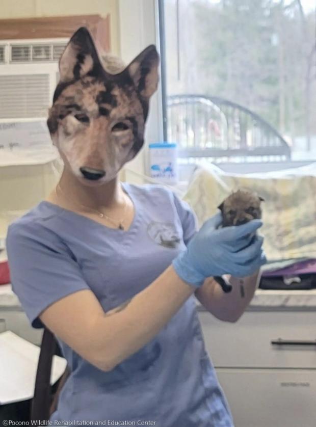 ⓒPocono Wildlife Rehabilitation and Education Center