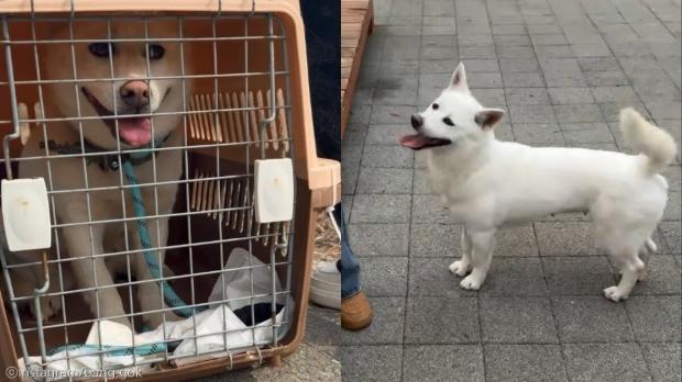 1살에 다섯 꼬물이 낳은 방치견..새끼들은 입양됐지만 엄마만 남아