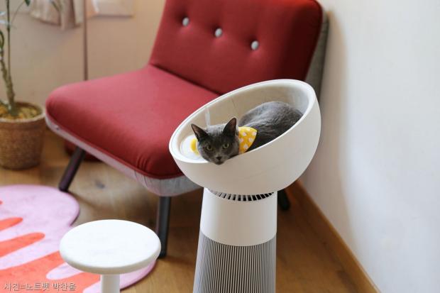 고양이, 집사 건강 모두 잡는 LG 에어로캣타워..'냥신' 나응식도 주목