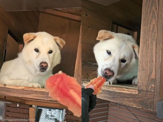 배송 갈 때마다 짖는 풍산개에게 '비장의 무기' 사용한 기사님